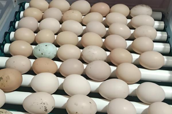 种蛋超过多久便无法孵化,超过14天就失去孵化价值