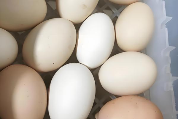 种蛋超过多久便无法孵化,超过14天就失去孵化价值