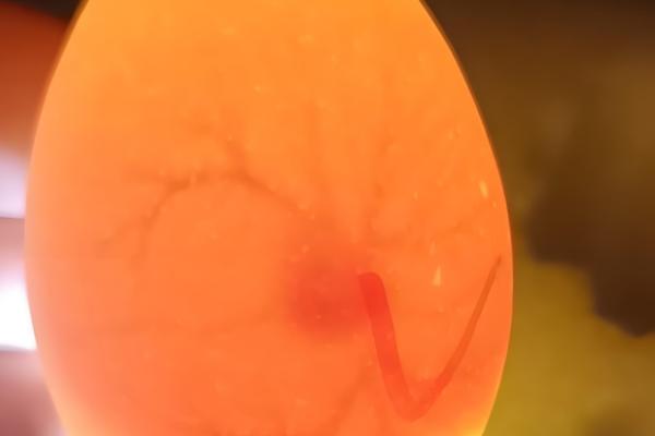 种蛋超过多久便无法孵化,超过14天就失去孵化价值