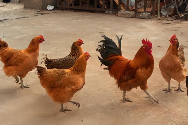 种蛋超过多久便无法孵化,超过14天就失去孵化价值