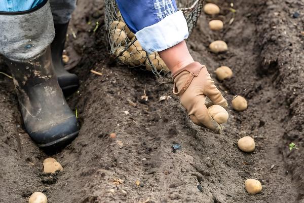 土豆的种植方法，适合在16-18度环境生长