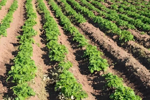 土豆的种植方法，适合在16-18度环境生长