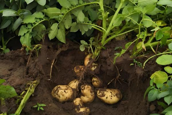 土豆的种植方法，适合在16-18度环境生长