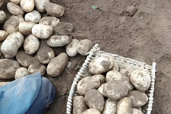 土豆的种植方法，适合在16-18度环境生长