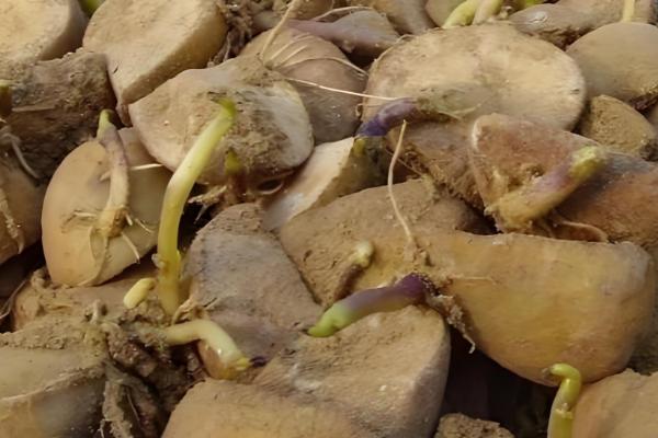 土豆的种植方法，适合在16-18度环境生长