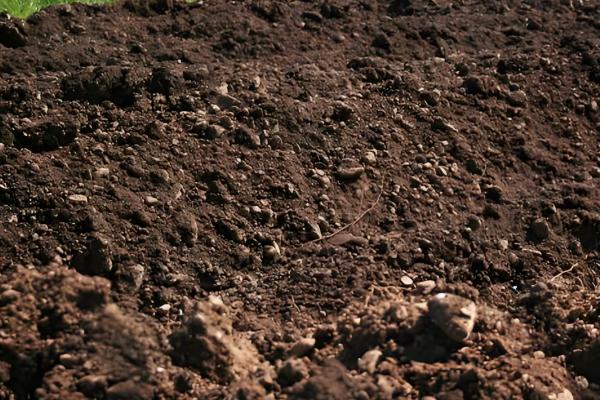 土豆的种植方法，适合在16-18度环境生长