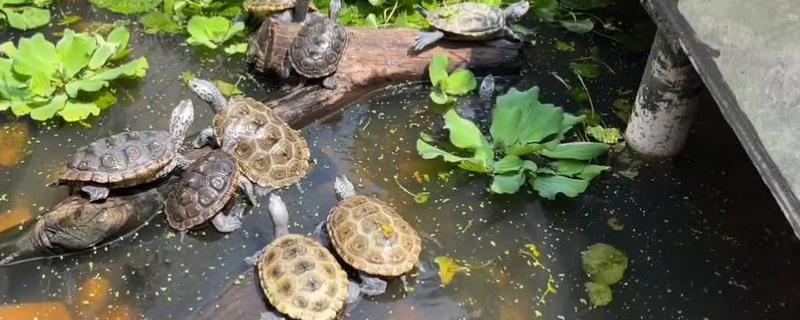 钻纹龟的饲养方法，水温应保持在26-28℃