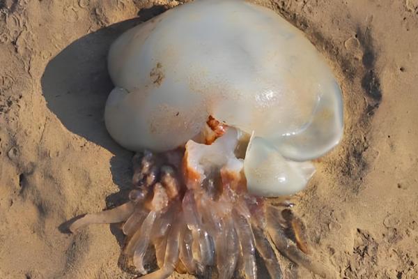 哪里产海蜇最多，主要分布于山东、辽宁、福建等地