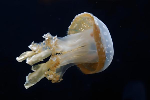 哪里产海蜇最多，主要分布于山东、辽宁、福建等地