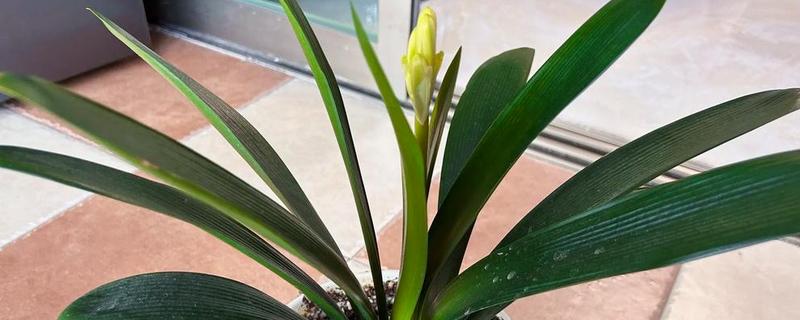 君子兰从出现花苞到抽箭需要多久，经过7-14天就会抽箭