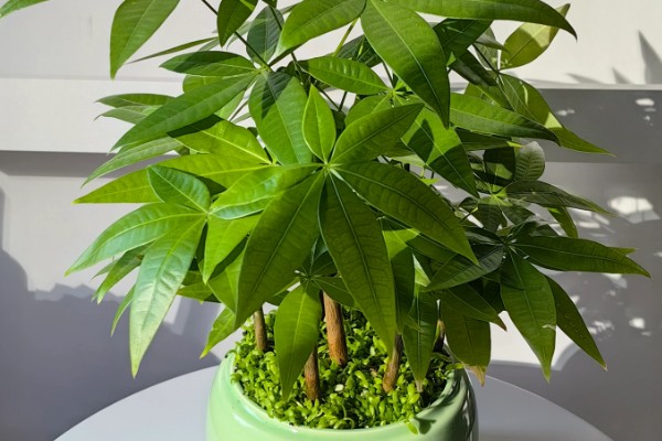 小发财树的养殖方法，生长旺季少施氮肥可避免徒长