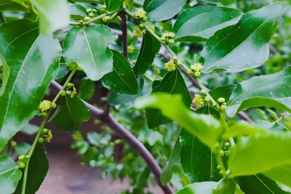 枣树什么时候开花结果，在5-7月份开花