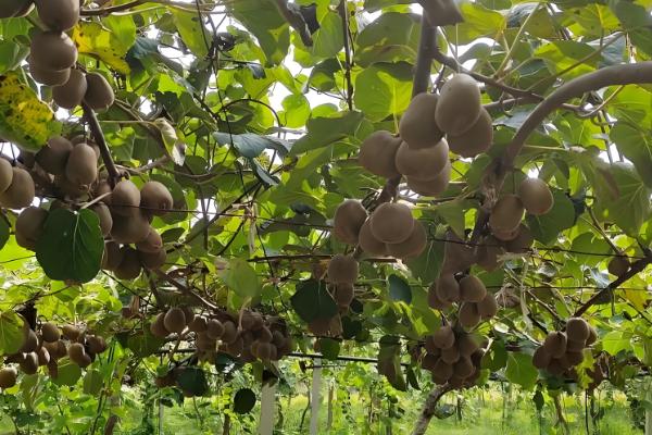 黄金果猕猴桃简介，成熟之后果肉为黄色