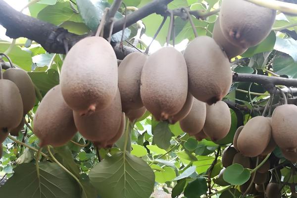 黄金果猕猴桃简介，成熟之后果肉为黄色