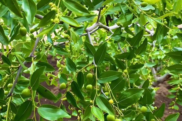 枣树什么时候开花结果，在5-7月份开花