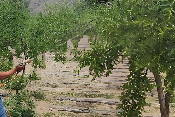 枣树什么时候开花结果，在5-7月份开花