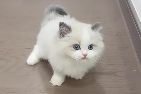 猫呕吐的原因,可能是消化不良所致