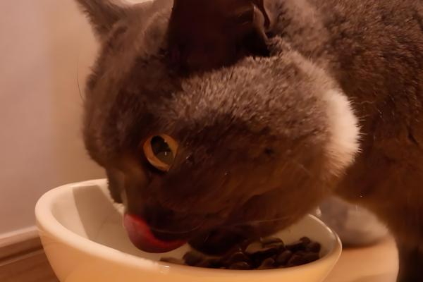 猫呕吐的原因,可能是消化不良所致