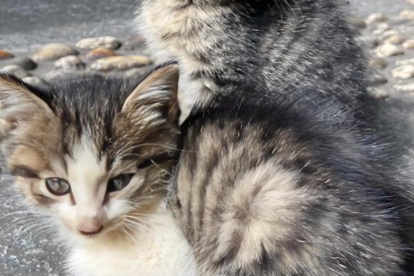 猫呕吐的原因,可能是消化不良所致