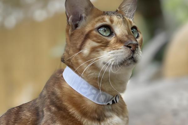 猫呕吐的原因,可能是消化不良所致