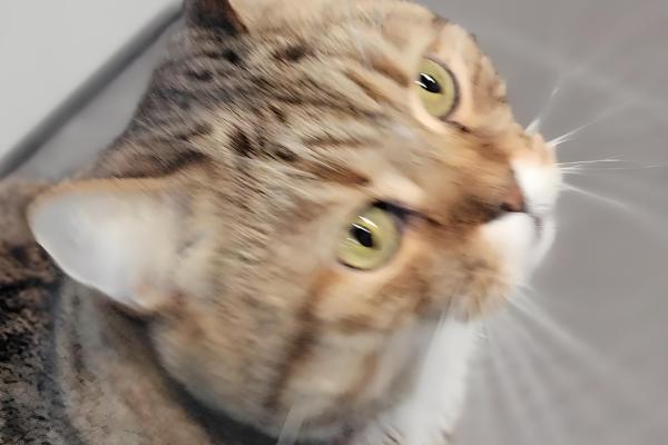 猫呕吐的原因,可能是消化不良所致