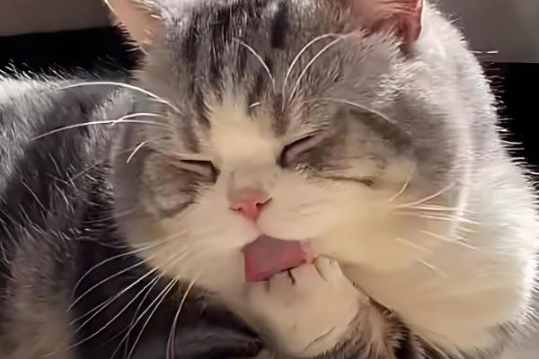 猫呕吐的原因,可能是消化不良所致