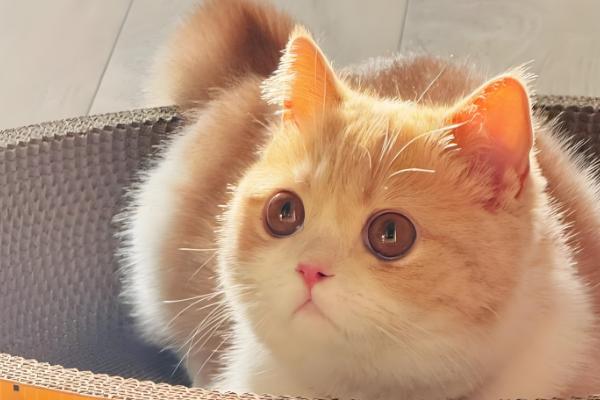 猫呕吐的原因,可能是消化不良所致