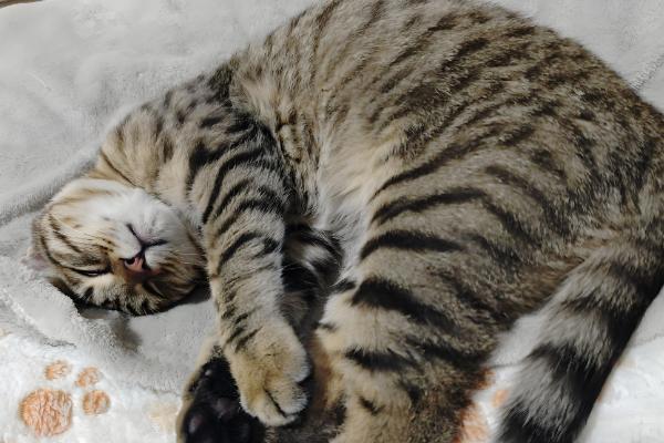 猫呕吐的原因,可能是消化不良所致