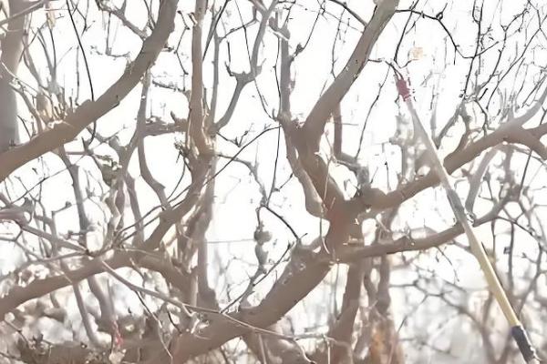 枣树什么时候开花结果，在5-7月份开花