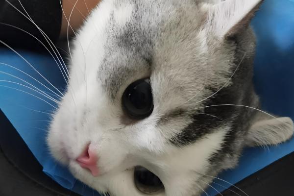 猫呕吐的原因,可能是消化不良所致