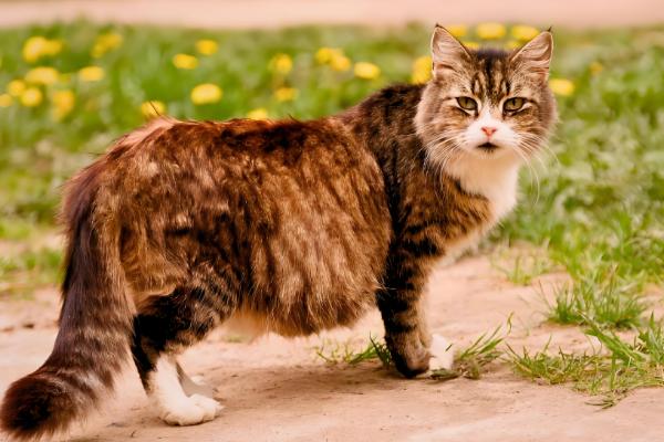 猫呕吐的原因,可能是消化不良所致