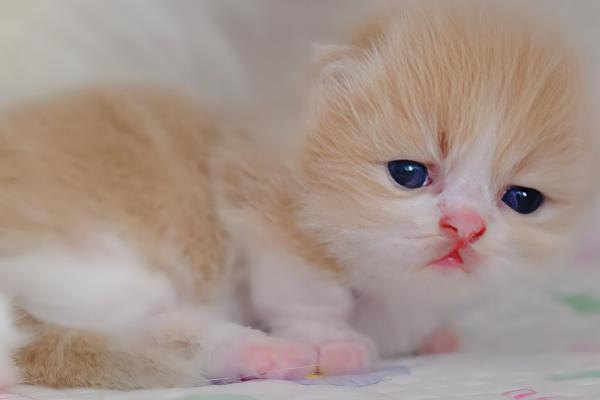 猫呕吐的原因,可能是消化不良所致