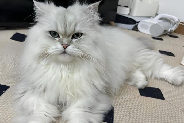 猫呕吐的原因,可能是消化不良所致