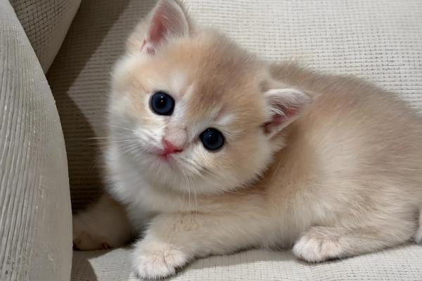 猫呕吐的原因,可能是消化不良所致