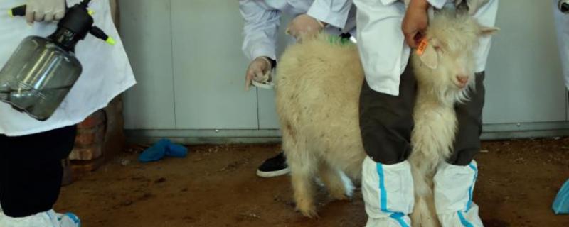 羊如何进行人工授精，输精之前进行消毒