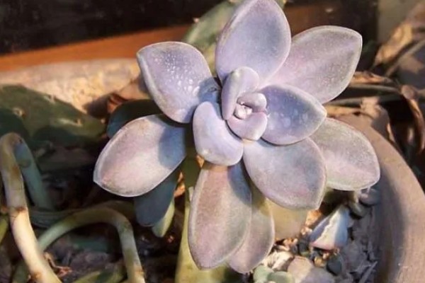 宝石花有什么特点，叶片呈倒卵形、花冠呈筒状