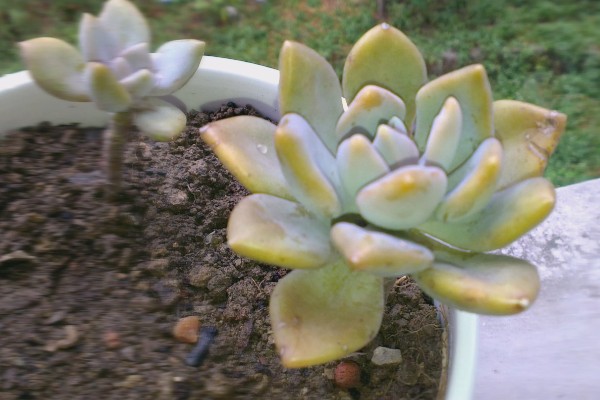 宝石花有什么特点，叶片呈倒卵形、花冠呈筒状