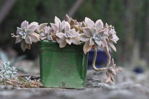 宝石花有什么特点，叶片呈倒卵形、花冠呈筒状