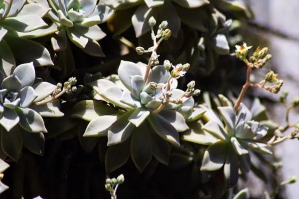 宝石花有什么特点，叶片呈倒卵形、花冠呈筒状