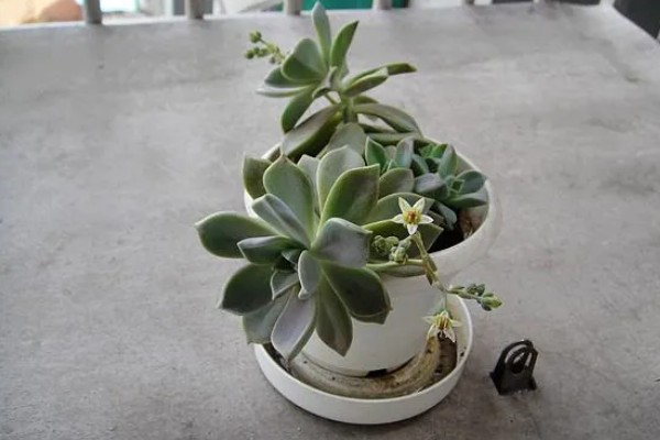 宝石花有什么特点，叶片呈倒卵形、花冠呈筒状