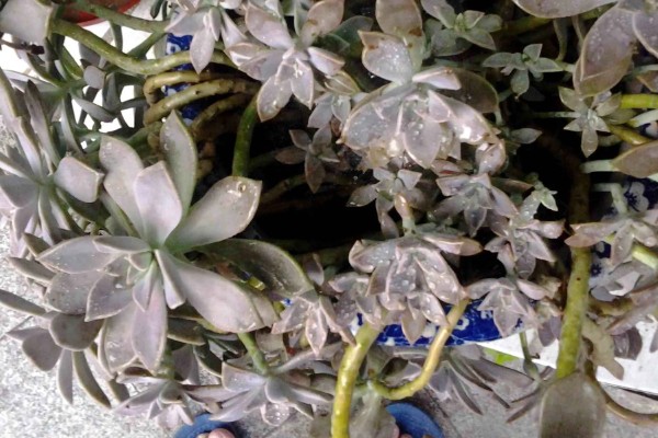 宝石花有什么特点，叶片呈倒卵形、花冠呈筒状