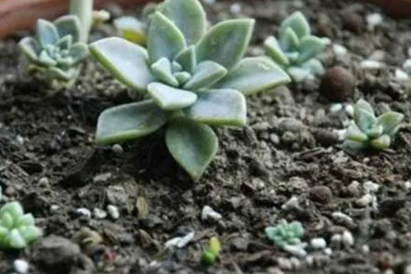 宝石花有什么特点，叶片呈倒卵形、花冠呈筒状