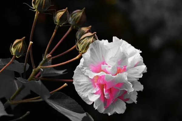 芙蓉花的休眠时间，冬季气温低于5℃时开始休眠