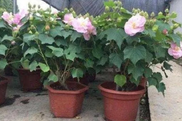 芙蓉花的休眠时间，冬季气温低于5℃时开始休眠