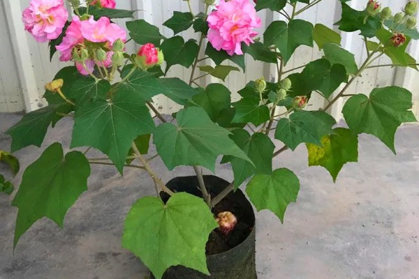 芙蓉花的休眠时间，冬季气温低于5℃时开始休眠