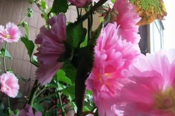 芙蓉花的休眠时间，冬季气温低于5℃时开始休眠