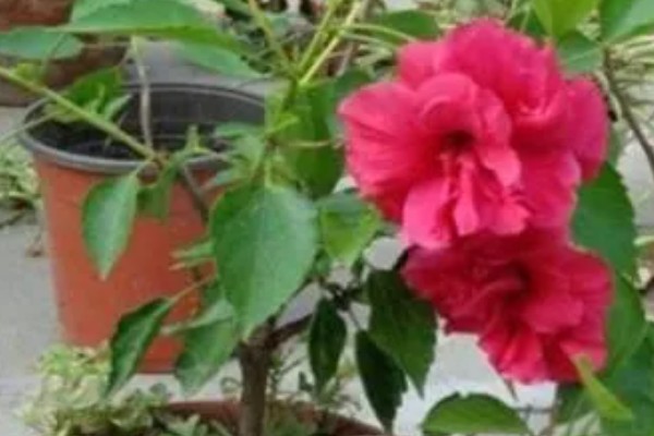 芙蓉花的休眠时间，冬季气温低于5℃时开始休眠