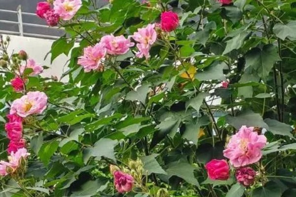 芙蓉花的休眠时间，冬季气温低于5℃时开始休眠