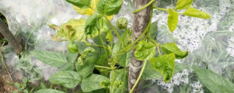 豆角病毒病的症状，叶片会变得畸形