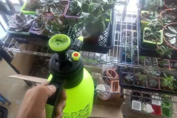 气温30度能否让多肉晒太阳，受到暴晒会导致叶片干枯焦黄